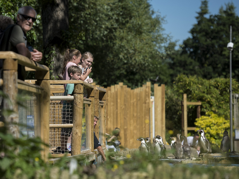 Unforgettable Family Adventures at Birdland Park & Gardens