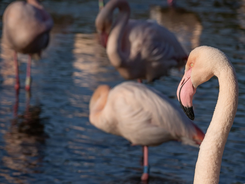 Step Into a World of Birds & Dinosaurs in the Cotswolds