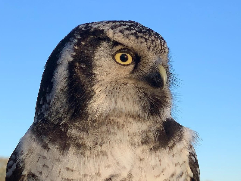 Get Up Close with Eagles, Hawks & Owls in the Cotswolds