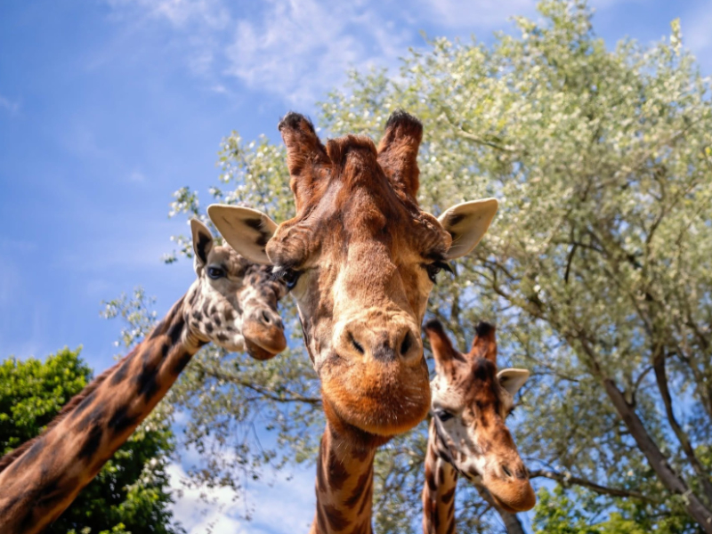 Get Closer to Wildlife in the Cotswolds