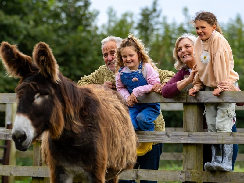 Meet These Adorable Donkeys in Devon