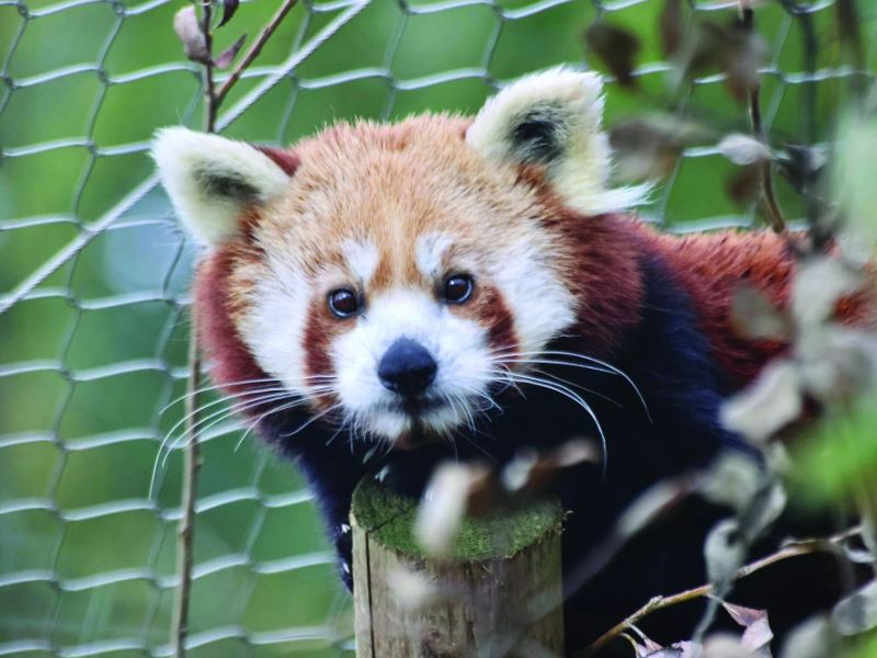 Meet Rare and Remarkable Animals in Devon