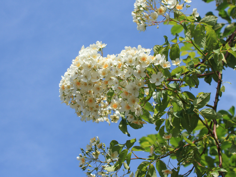 Find Inner Peace at this Glorious Garden