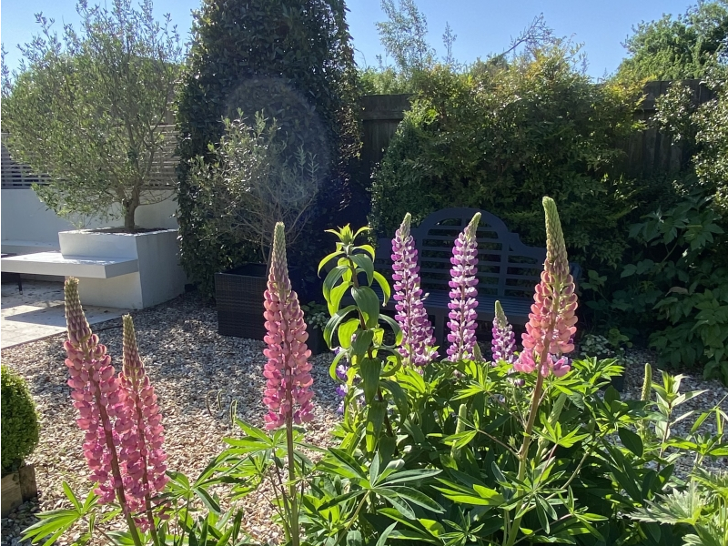 Experience the Beauty of Warwickshire in Bloom