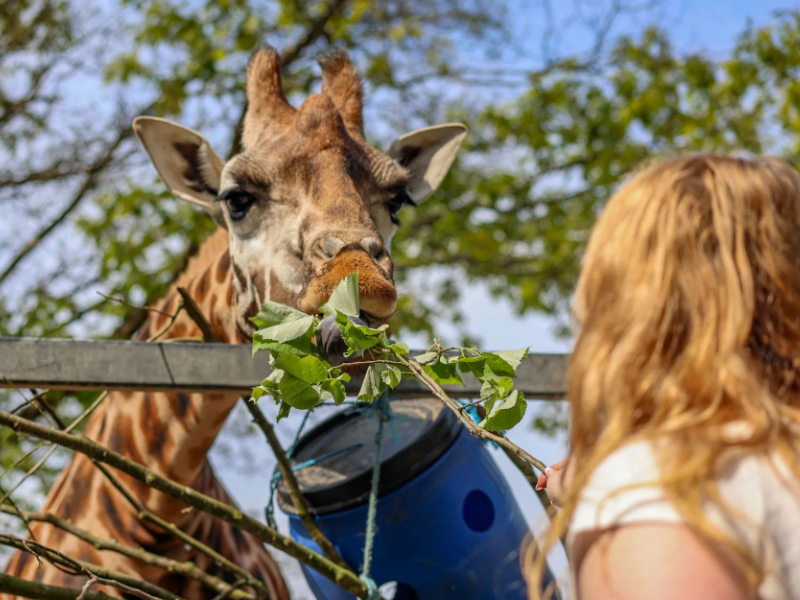 Explore One of Devon's Top Family Attractions