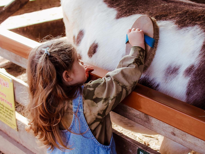 Meet Cute Animals at this Award-Winning Farm