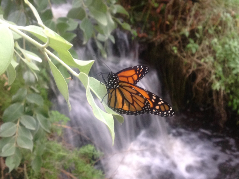 Discover Hundreds of Beautiful Butterflies in Stratford